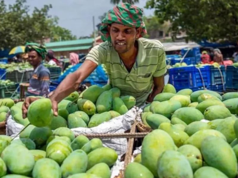 একদিনের মধ্যে ২৫ জেলায় আম পৌঁছে দেবে ডাক বিভাগ